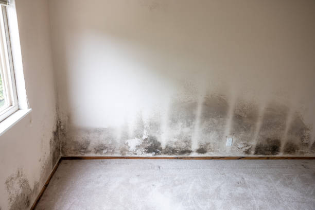  Indiantown, FL Mold Removal Pros